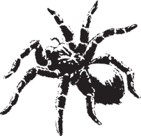 Đây là con gì? (ảnh 1)