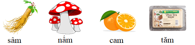 Tập đọc sâm nấm cam tăm (ảnh 1)