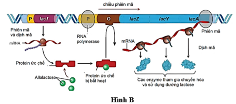 Mô hình operon ở sinh vật nhân sơ giúp các gene liên quan đến nhau được bật tắt nhanh chóng và đúng lúc (ảnh 2)