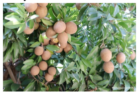 Chọn tên gọi của loài cây sau.   A. cây khuynh diệp. B. cây hồng siêm. C. cây bàng. (ảnh 1)