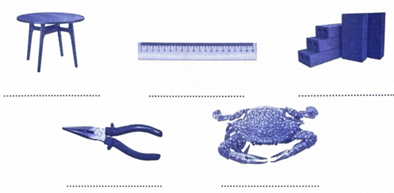 A blue crab and ruler

AI-generated content may be incorrect.