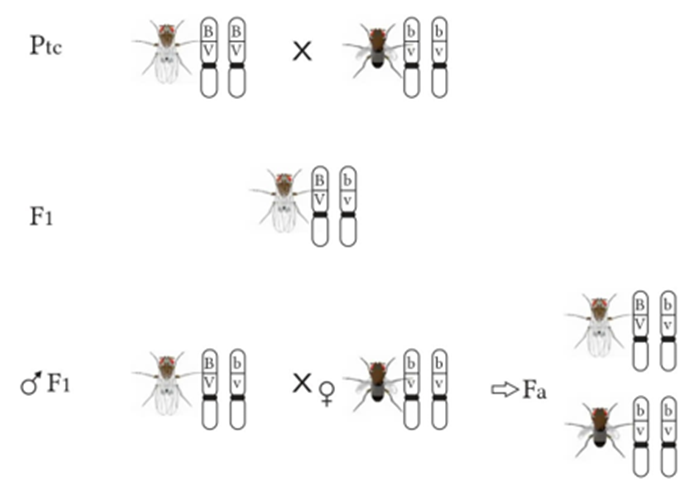 Hình bên mô tả tóm tắt thí nghiệm của Morgan. Trong số các phát biểu sau, có bao nhiêu phát biểu đúng? (ảnh 1)