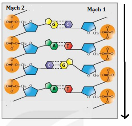 Hãy quan sát hình ảnh và hãy cho biết mỗi nhận định sau đây là Đúng hay Sai? (ảnh 1)