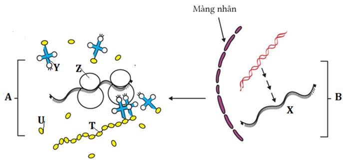 Hình vẽ dưới đây mô tả 2 quá trình sinh học (A và B) diễn ra trong một tế bào M. Các kí hiệu X, Y, Z, T là kí hiệu cho tên các phân tử trong tế bảo M. (ảnh 1)