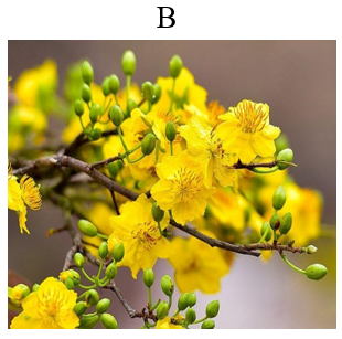 Đâu là loài hoa đặc trưng dịp Tết của miền Bắc? (ảnh 2)