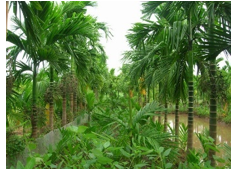 Chọn từ ngữ phù hợp với hình ảnh sau:   A. con cáo  B. châu báu  C. cây cau (ảnh 1)