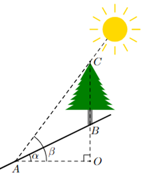 Tính chiều cao BC của cây (kết quả làm tròn đến hàng đơn vị) (ảnh 1)