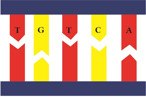 Hình bên mô tả một đoạn phân tử DNA mạch kép của vi khuẩn E.Coli. Hãy cho biết mỗi nhận định sau đây là Đúng hay Sai? (ảnh 1)