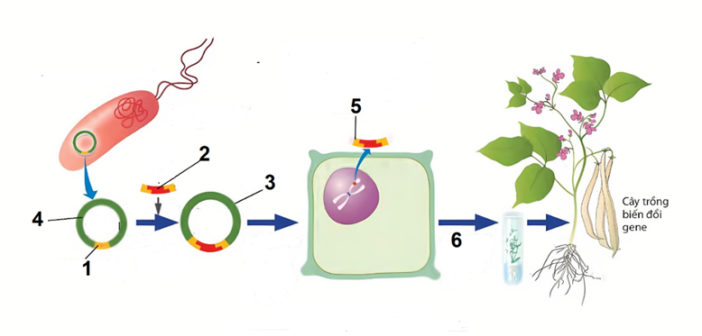 Hình mô tả các giai đoạn quy trình công nghệ gene. DNA tái tổ hợp là chi tiết số bao nhiêu? (ảnh 1)