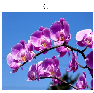 Đâu là loài hoa đặc trưng dịp Tết của miền Bắc? (ảnh 3)