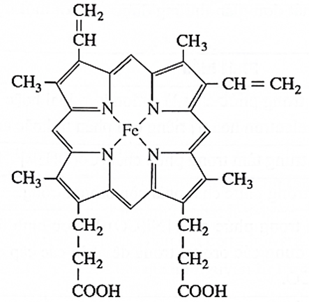 Hemoglobin đóng vai trò quan trọng trong quá trình vận chuyển oxygen từ phổi đến tế bào và mô (ảnh 1)