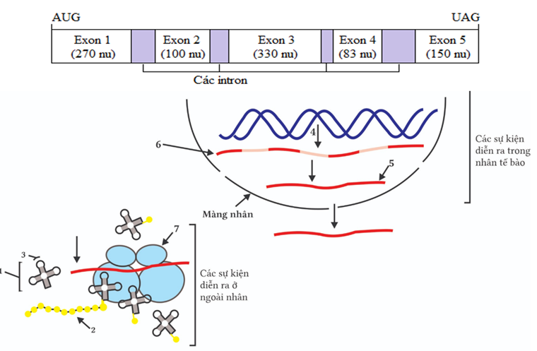 Hình vẽ dưới đây mô tả các cơ chế di truyền diễn ra trong một tế bào. Biết rằng (4) là kí hiệu của sự kiện diễn ra trong nhân tế bào, 1, 2, 5, 6, 7, kí hiệu là các đại phân tử sinh học. (ảnh 1)