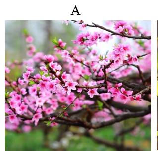 Đâu là loài hoa đặc trưng dịp Tết của miền Nam? (ảnh 1)