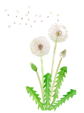 A dandelion flower with green leaves

AI-generated content may be incorrect.