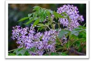 Chọn từ phù hợp với hình ảnh sau.   A. hoa phượng. B. hoa đào.  (ảnh 1)