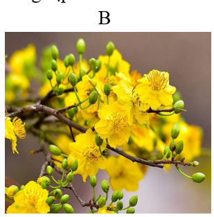 Đâu là loài hoa đặc trưng dịp Tết của miền Nam? (ảnh 2)