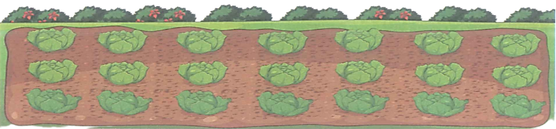 Số ? 1/3 số cây bắp cải là ….. cây bắp cải. 1/7 số cây bắp cải là ….. cây bắp cải. (ảnh 1)