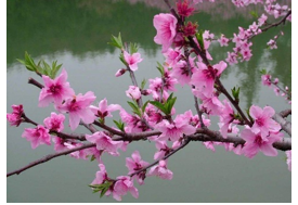 Chọn từ phù hợp với hình ảnh sau.   A. hoa phượng. B. hoa đào. (ảnh 1)