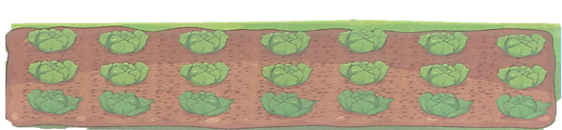 Số ?  1/3 số cây bắp cải là ….. cây bắp cải.  1/7 số cây bắp cải là ….. cây bắp cải. (ảnh 2)