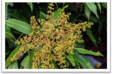 Chọn từ ứng với hình ảnh sau   A. vòng xoáy B. nứt toác (ảnh 1)