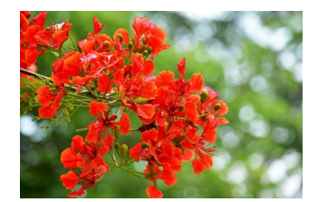 Chọn từ phù hợp với hình ảnh sau. (ảnh 1)