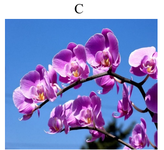 Đâu là loài hoa đặc trưng dịp Tết của miền Nam? (ảnh 3)