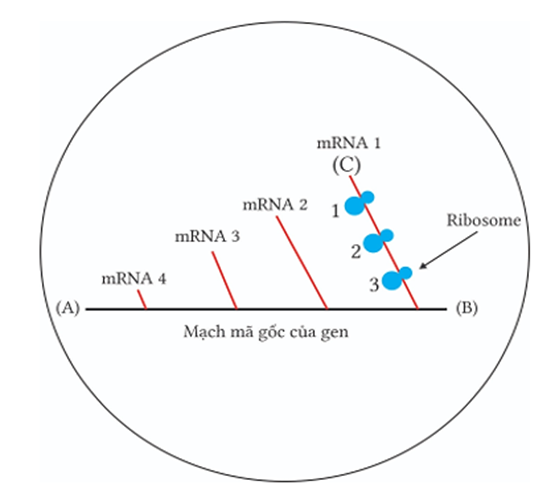 Sơ đồ dưới đây mô tả quá trình phiên mã và dịch mã trong tế bào của một loài sinh vật (loài Y). Hãy quan sát sơ đồ và cho biết nhận định nào sau đây là đúng hay sai? (ảnh 1)