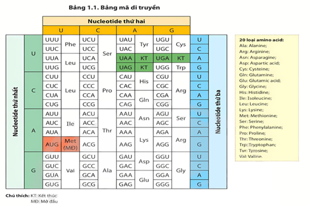 Hình bên mô tả bảng mã di truyền của các loài sinh vật, hãy cho biết nhận định nào sau đây đúng hay sai? (ảnh 1)