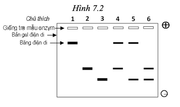 Một nhà nghiên cứu thu thập lá cây từ một quần thể lớn của loài cây Mimulus guttatus. Mỗi lá được lấy từ một cây (ảnh 1)