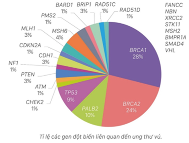 BRCA1 và BRCA2 là gene có nhiệm vụ tạo ra protein ức chế khối u. Những protein này giúp sửa chữa DNA bị hỏng (ảnh 1)