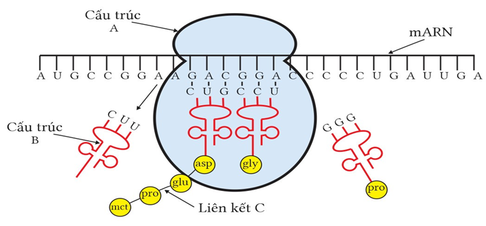 Hình vẽ dưới đây mô tả quá trình tổng hợp 1 chuỗi polipeptitde trong tế bào của một loài sinh vật. (ảnh 1)
