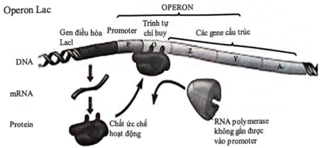 A diagram of a cell
AI-generated content may be incorrect.