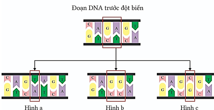 Cho biết một đoạn DNA trước đột biến như hình dưới, hình nào mô tả đột biến thay 1 cặp nucleotide?
 (ảnh 1)