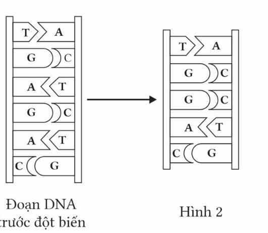 Hình bên mô tả đoạn DNA trước đột biến và đoạn DNA sau đột biến (Hình 1), đoạn DNA sau đột biến có chiều dài giảm đi bao nhiêu (Anstrong) so với đoạn DNA trước đột biến? (ảnh 1)