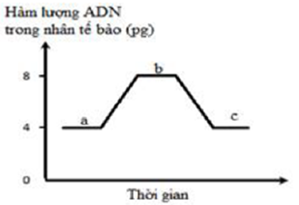 Đồ thị bên mô tả sự biến động hàm lượng DNA của nhân trong một tế bào qua các giai đoạn của quá trình phân bào. Mỗi phát biểu sau đây là đúng hay sai? (ảnh 1)