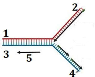 Hình vẽ mô tả một chạc ba sao chép của quá trình nhân đôi DNA, chú thích mô tả chiều tháo xoắn hình bên là số bao nhiêu? (ảnh 1)