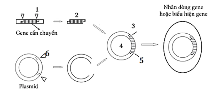 Sơ đồ mô tả các bước của quy trình tạo sinh vật biến đổi gene. (ảnh 1)