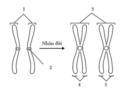 Hình bên mô tả quá trình nhân đôi của cặp NST tương đồng, tâm động là cấu trúc số bao nhiêu? (ảnh 1)
