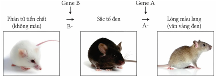 Ở loài chuột nhảy Meriones unguiculatus, màu sắc của lông do hai cặp gene không allele thuộc hai NST khác nhau quy định, (ảnh 1)
