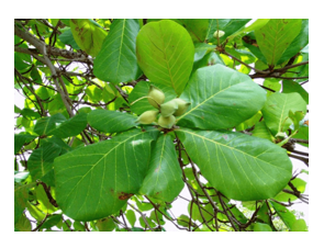 Chọn tên gọi của loài cây sau. (ảnh 1)