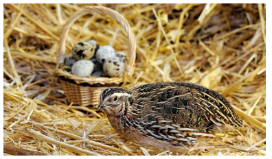 Con vật trong tranh tên là gì? (ảnh 1)