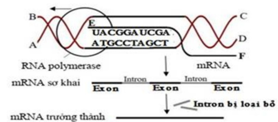 Hình ảnh sau đây mô tả về một cơ chế di truyền ở cấp độ phân tử, mỗi nhận định sau đây đúng hay sai? (ảnh 1)