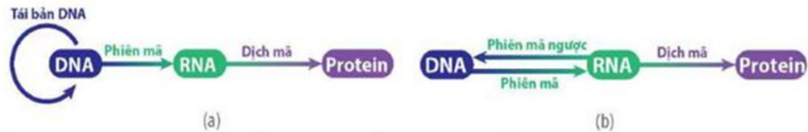Hình ảnh a và b mô tả về các cơ chế di truyền ở cấp độ phân tử của hai nhóm sinh vật. Mỗi phát biểu sau đây đúng hay sai? (ảnh 1)