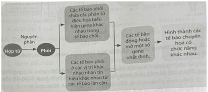 Hình dưới đây mô tả sự điều hòa biểu hiện gene trong quá trình phát triển cá thể ở sinh vật đa bào. Mỗi nhận định sau đây là đúng hay sai về quá trình này? (ảnh 1)