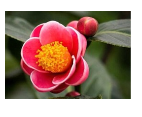 Đây là loại hoa gì?   A. hoa hải đường B. hoa thủy tiên C. hoa đỗ quyên (ảnh 1)