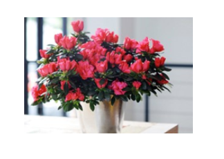 Đây là loại hoa gì? (ảnh 1)