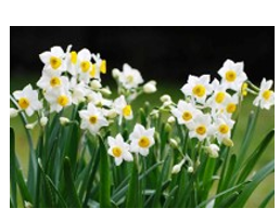 Đây là loại hoa gì?   A. hoa hải đường B. hoa thủy tiên C. hoa đỗ quyên (ảnh 1)