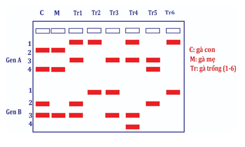 A diagram of a number of red rectangular objects

AI-generated content may be incorrect.