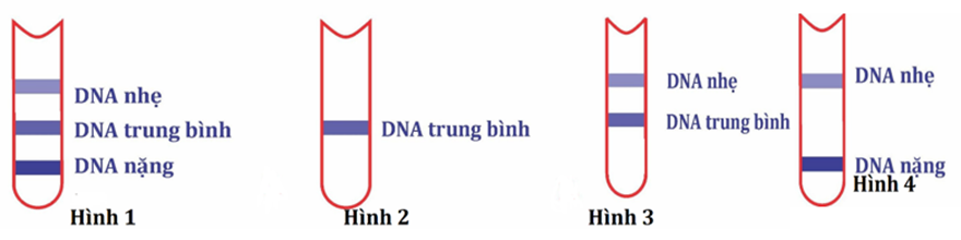 Trong thí nghiệm của Meselson và Stahl về cơ chế sao chép của DNA, vi khuẩn được nuôi trong môi trường chứa các nucleotide được đánh dấu bởi đồng vị nặng N15 trong một vài thế hệ (ảnh 1)