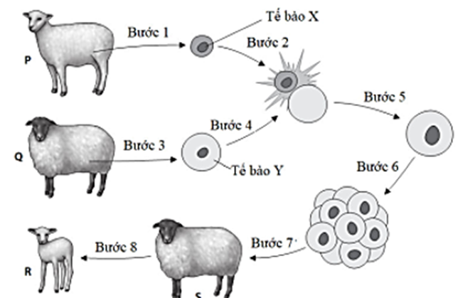 Cừu Dolly (05/07/1996) là động vật có vú đầu tiên được nhân bản vô tính trên thế giới. Quy trình nhân bản được mô tả như sau:Khi nói về quá trình nhân bản trên, mỗi nhận định sau đây Đúng hay Sai về kỹ thuật này? (ảnh 1)